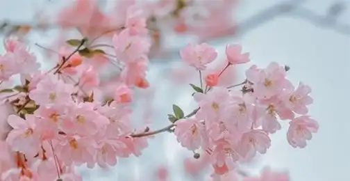 What is the concentration of Sakura Extract in skincare products?